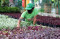 Merawat Tanaman Hias...