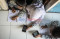 Orang Tua Murid di Cilincing...