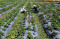 Kebun Strawberry Kalisat,...