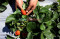 Kebun Strawberry Kalisat,...