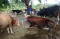 Terdampak Covid-19,...