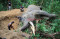 Gajah Jinak Mati Mendadak...