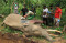 Gajah Jinak Mati Mendadak...