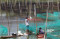 Permintaan Ikan Hias...