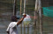Permintaan Ikan Hias...