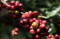 Kopi Robusta Gunung...