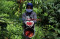 Kopi Robusta Gunung...