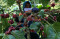 Kopi Robusta Gunung...
