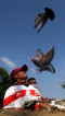 Melatih Merpati di Tengah...