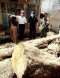 Banjir Bandang di Cicurug...