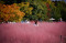 Wisata Padang Rumput...
