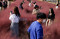 Wisata Padang Rumput...