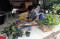 Jualan Tanaman Hias...