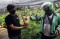 Jualan Tanaman Hias...