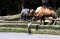 Taman Safari Bogor Batasi...