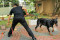 Pamdal DPR Latih Anjing...
