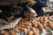 Turun jadi 20 Ribu/Kg,...