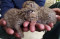 Dua Anak Kucing Hutan...