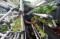 Berkebun Hidroponik...
