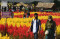 Wisata Taman Bunga Celosia...