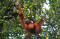 Populasi Orangutan Sumatra...