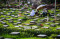 Ziarah Makam Jelang...