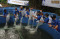 JMI Gelar Pelatihan...