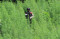 Operasi Pemusnahan Ladang...