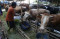 Penjual Hewan Kurban...