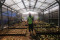 Kebun Bibit Casamora...