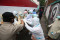 Bikin Pilu, Begini Proses...
