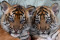 Lucunya Bayi Harimau...