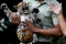 Lucunya Bayi Harimau...