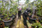 Geliat Budidaya Anggur...