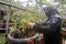 Geliat Budidaya Anggur...