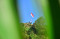 Pengibaran Bendera Merah...