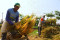 Petani Keluhkan Turunnya...
