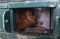 Pemulangan Orangutan...
