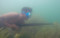 Pemanah Ikan di Danau...