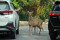 Taman Safari Indonesia...