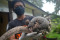 Trenggiling Masuk Permukiman...