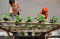 Budidaya Urban Farming...