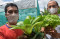 Budidaya Urban Farming...