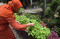 Budidaya Urban Farming...