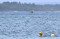 161 Peserta Ikuti Oceanman...
