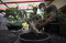 Budidaya Bonsai Bangkit...