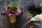 Bikin Geger, Begini...