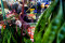 Harga Kebutuhan Pokok...