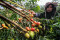 Permintaan Tinggi, Harga...