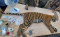 Harimau Sumatera Jalani...